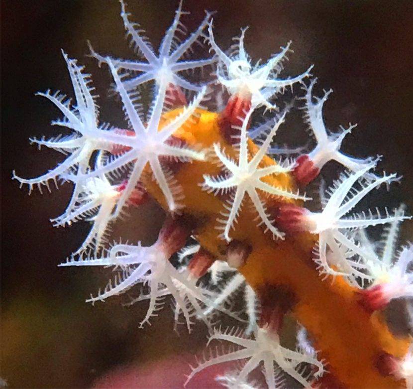Close-up of vibrant coral polyps underwater.