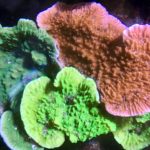 Colorful coral in an underwater scene.