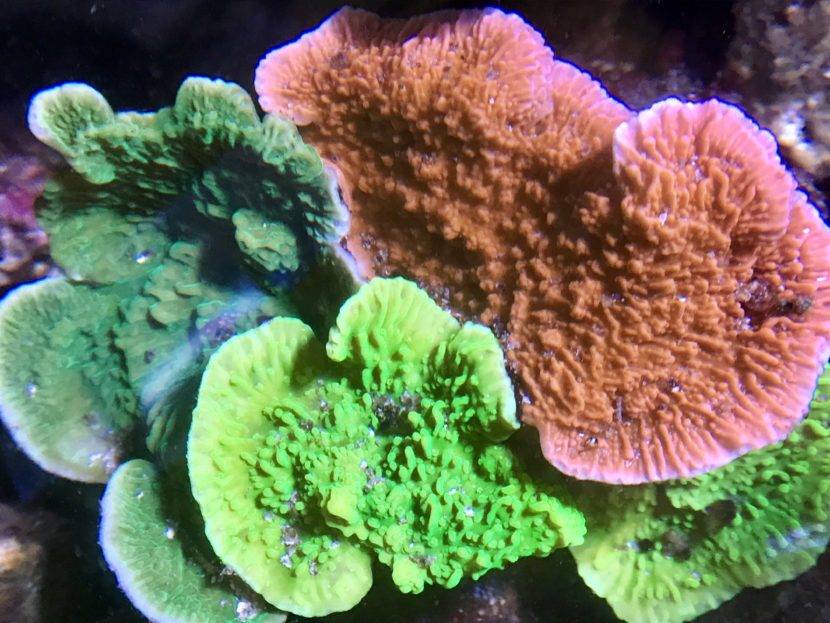 Colorful coral in an underwater scene.