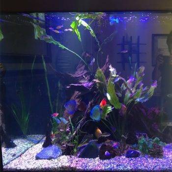 Colorful fish swimming in illuminated aquarium.
