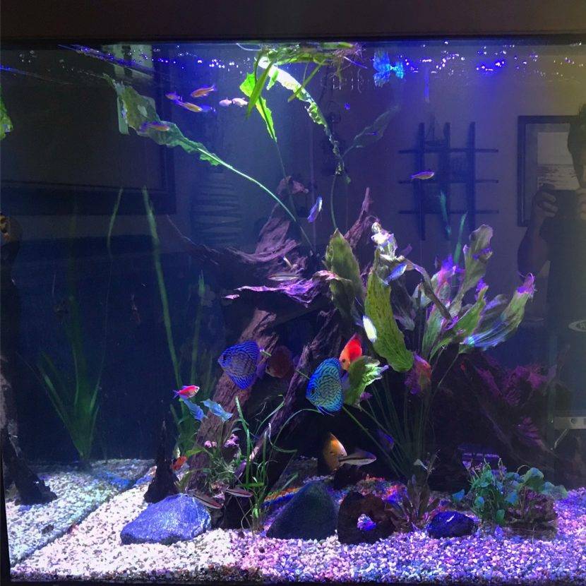 Colorful fish swimming in illuminated aquarium.