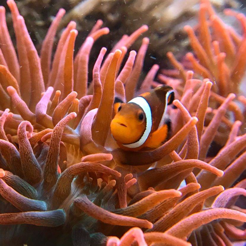 Clownfish swimming among vibrant sea anemones.