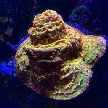 Colorful coral under deep blue water lighting.
