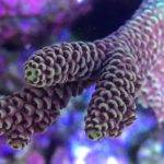 Close-up of colorful coral under water.