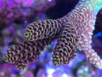 Close-up of colorful coral under water.