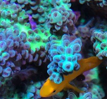 Yellow fish swimming among colorful corals.