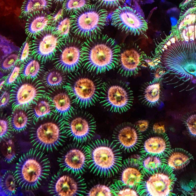 Colorful coral polyps under vibrant lighting.