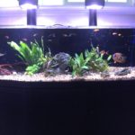 Large aquarium with fish and plants.