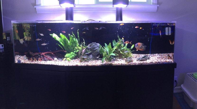Large aquarium with fish and plants.