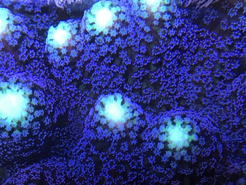 Glowing coral with vibrant blue polyps.