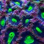 Colorful coral with bright green centers.