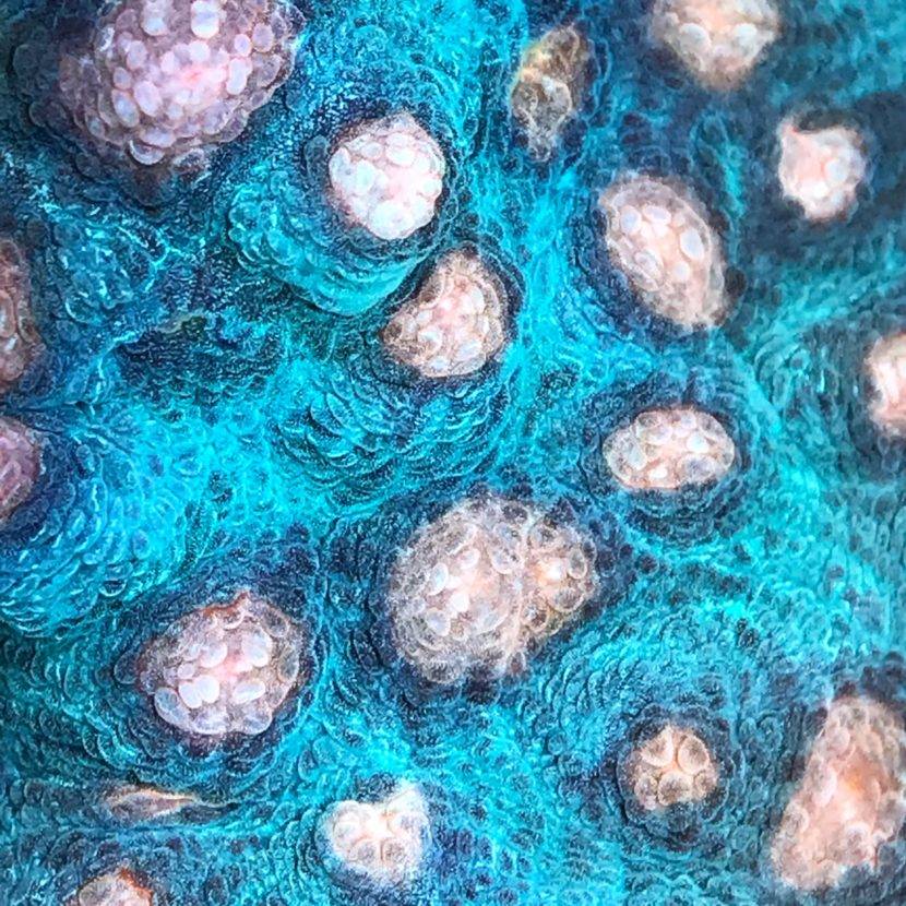 Blue and pink textured abstract pattern.