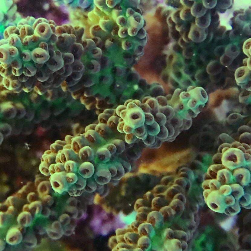 Colorful close-up of coral polyps underwater.