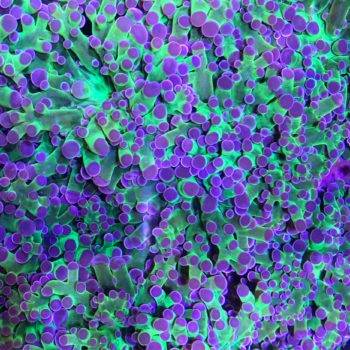 Colorful coral with purple and green polyps.