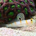 Fish resting near colorful coral in aquarium.