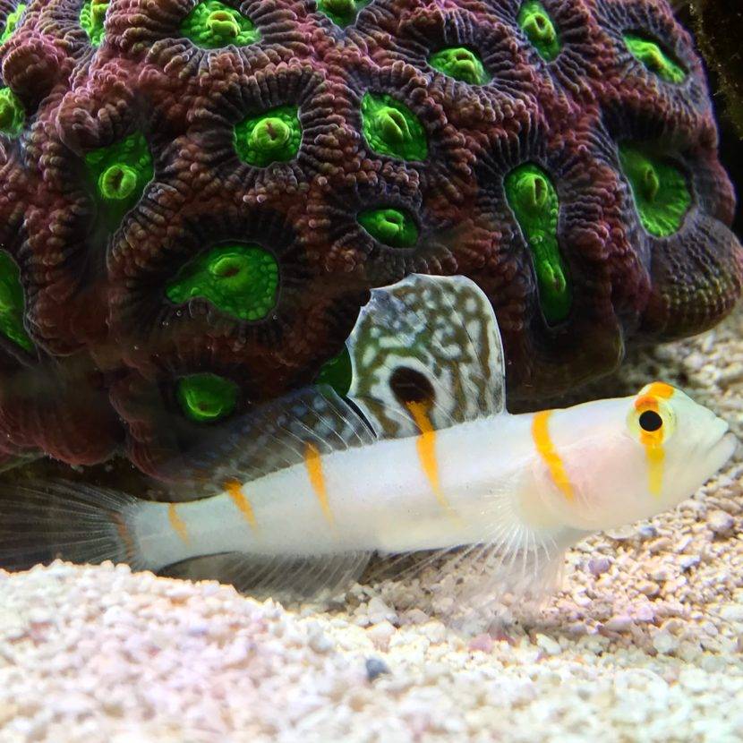 Fish resting near colorful coral in aquarium.