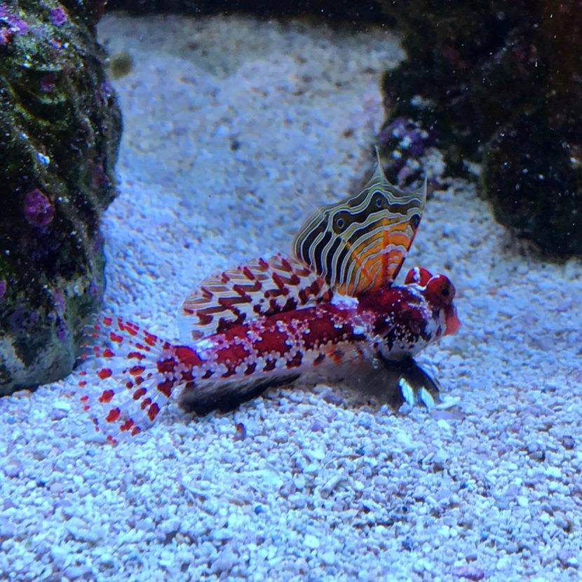Colorful fish resting on sandy aquarium floor.