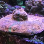 Purple coral in an underwater environment.