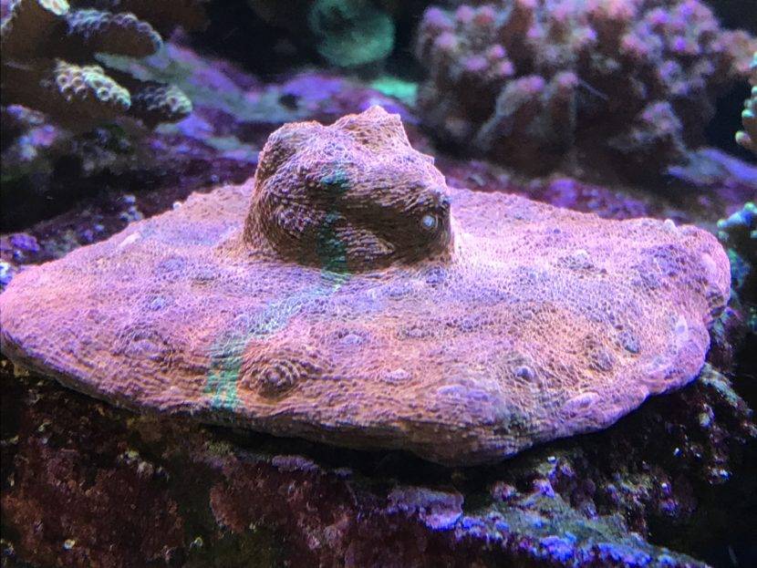 Purple coral in an underwater environment.