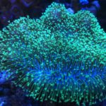 Glowing green coral in underwater setting.