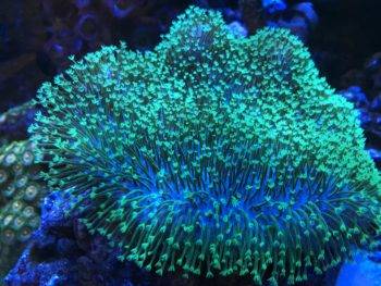 Glowing green coral in underwater setting.