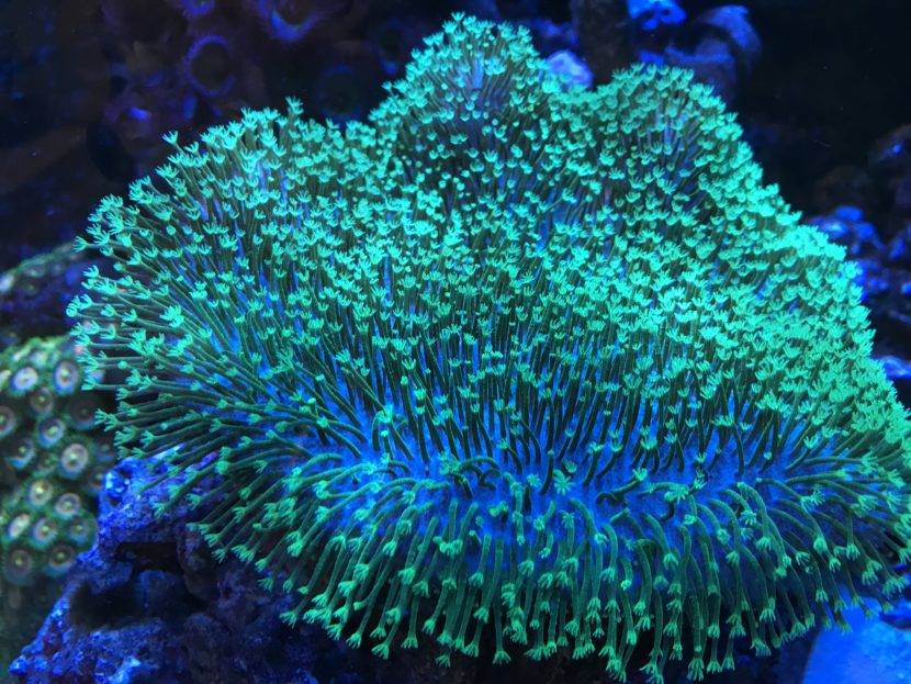 Glowing green coral in underwater setting.