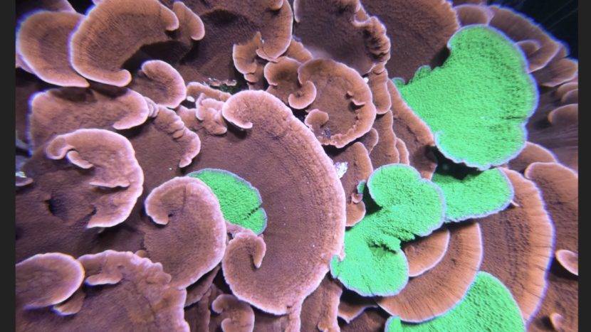 Brown and green coral close-up view.