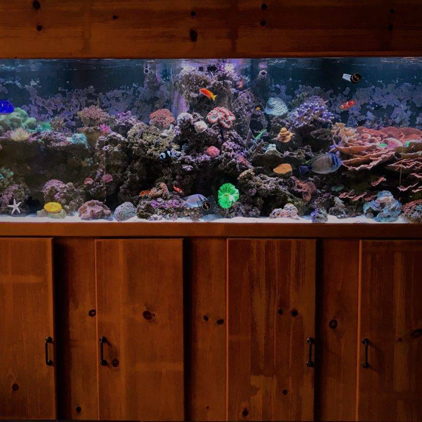 Colorful coral reef aquarium with fish.
