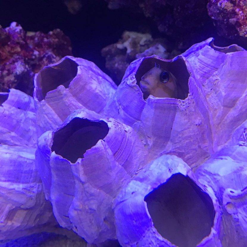 Fish peeking from coral under blue light.