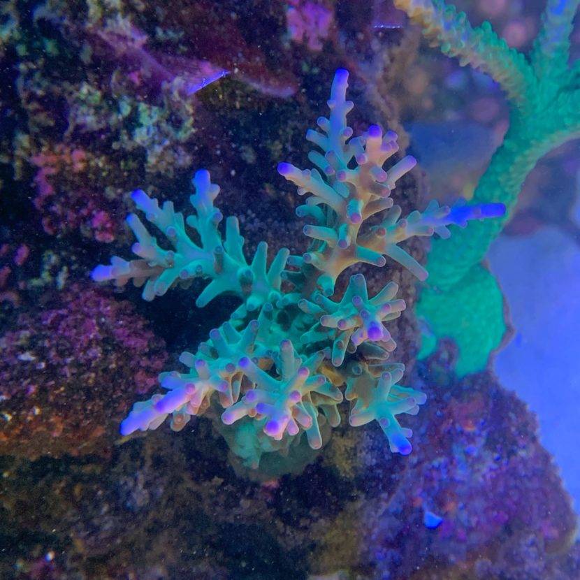 Underwater coral with vibrant blue and purple.