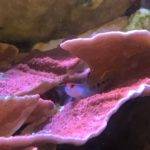 Fish hiding among purple coral layers.