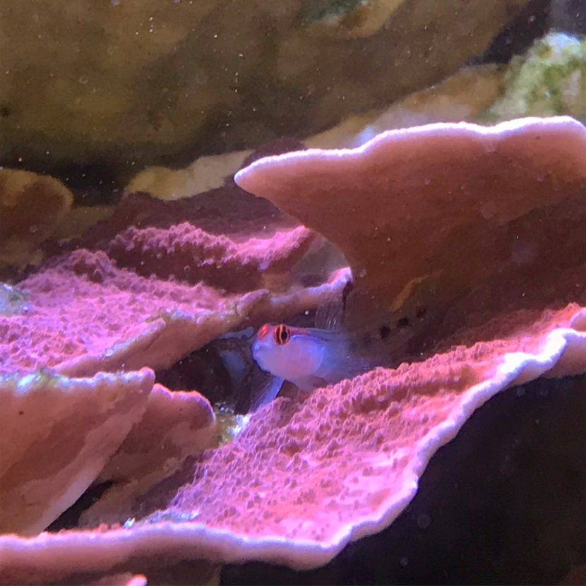 Fish hiding among purple coral layers.