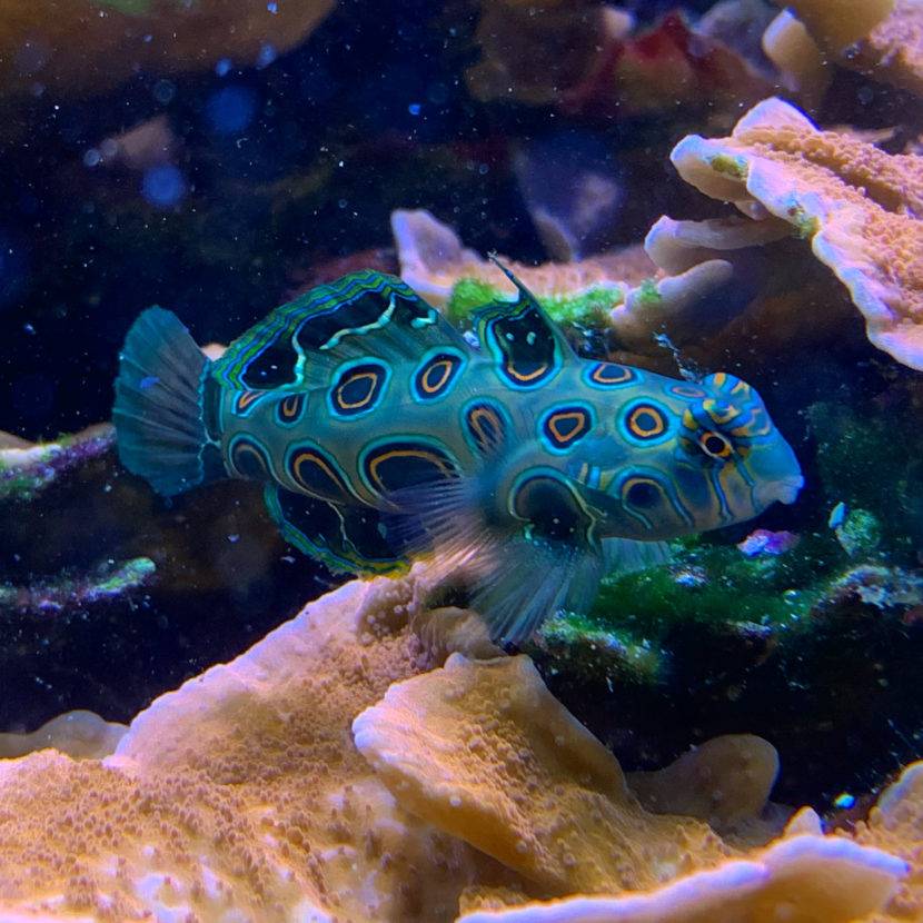 Colorful fish swimming near coral reef.