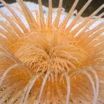 Orange sea anemone with extended tentacles.