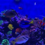 Colorful tropical fish swimming in an aquarium.