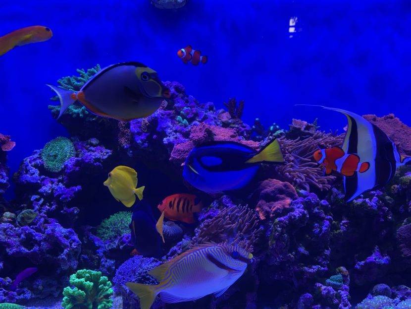 Colorful tropical fish swimming in an aquarium.