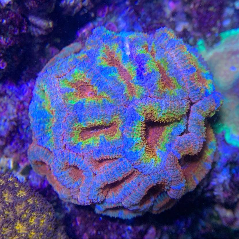 Colorful coral under bright aquarium lighting.