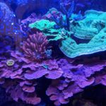 Colorful coral reef in vibrant underwater scene.