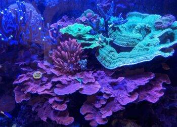 Colorful coral reef in vibrant underwater scene.