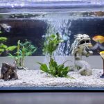 Aquarium with fish, plants, and decorative structures.