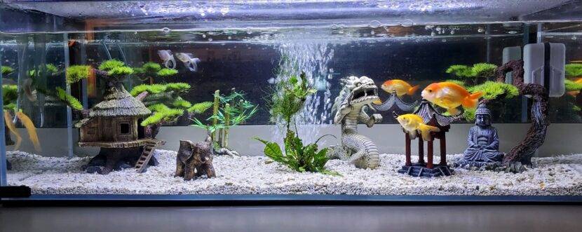 Aquarium with fish, plants, and decorative structures.