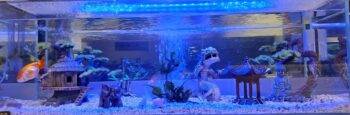 Aquarium with decorations and a goldfish swimming.