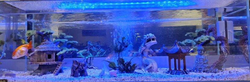 Aquarium with decorations and a goldfish swimming.