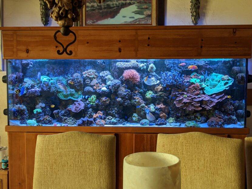 Colorful coral reef aquarium in cozy room.