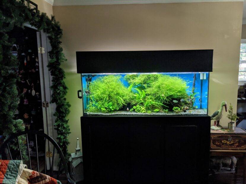 Large aquarium with lush green plants.