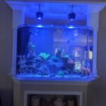 140 Gallon Custom Reef