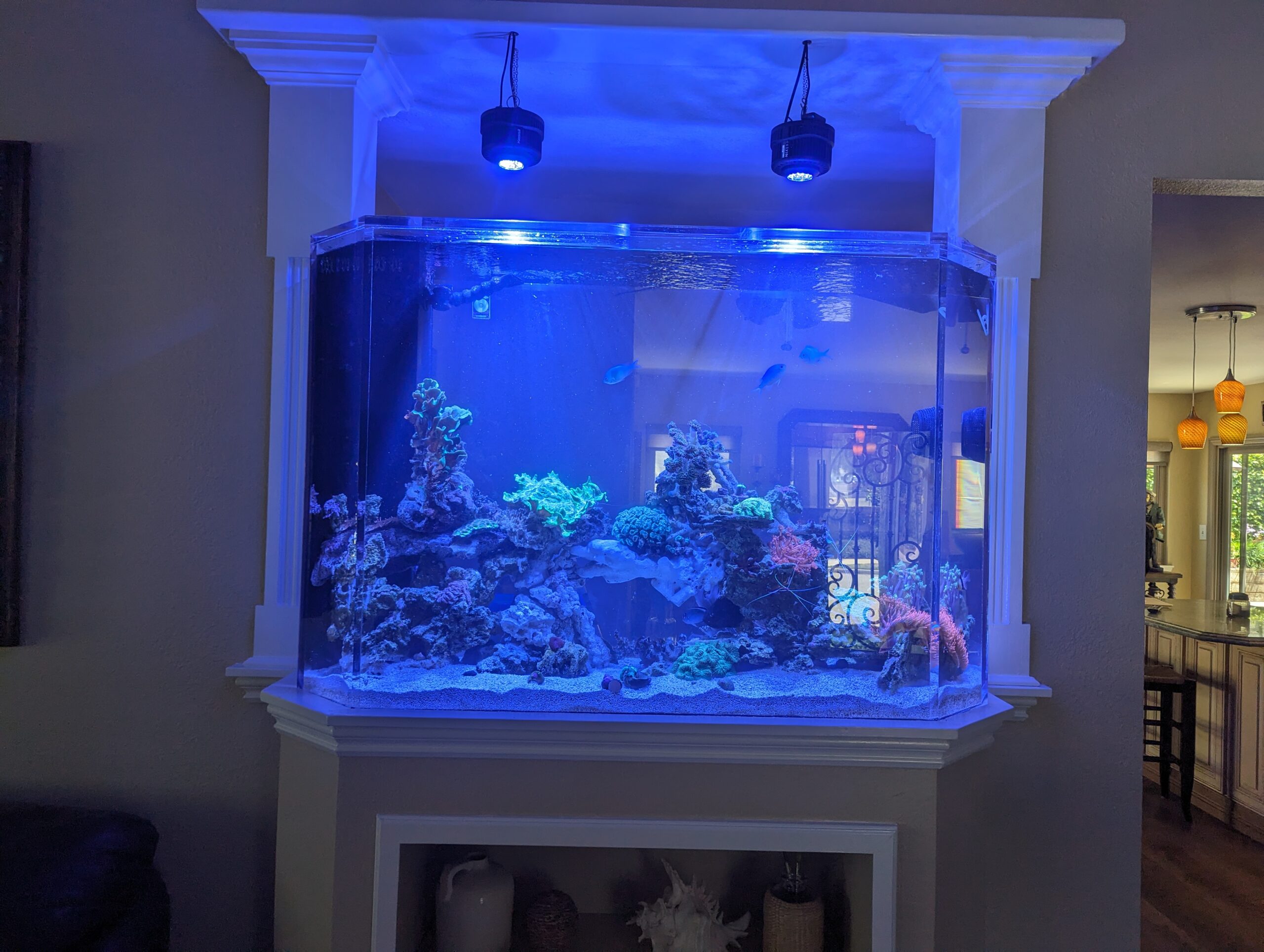 140 Gallon Custom Reef