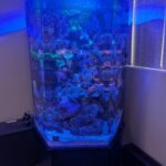 100 Gallon Hexagon Reef Tank