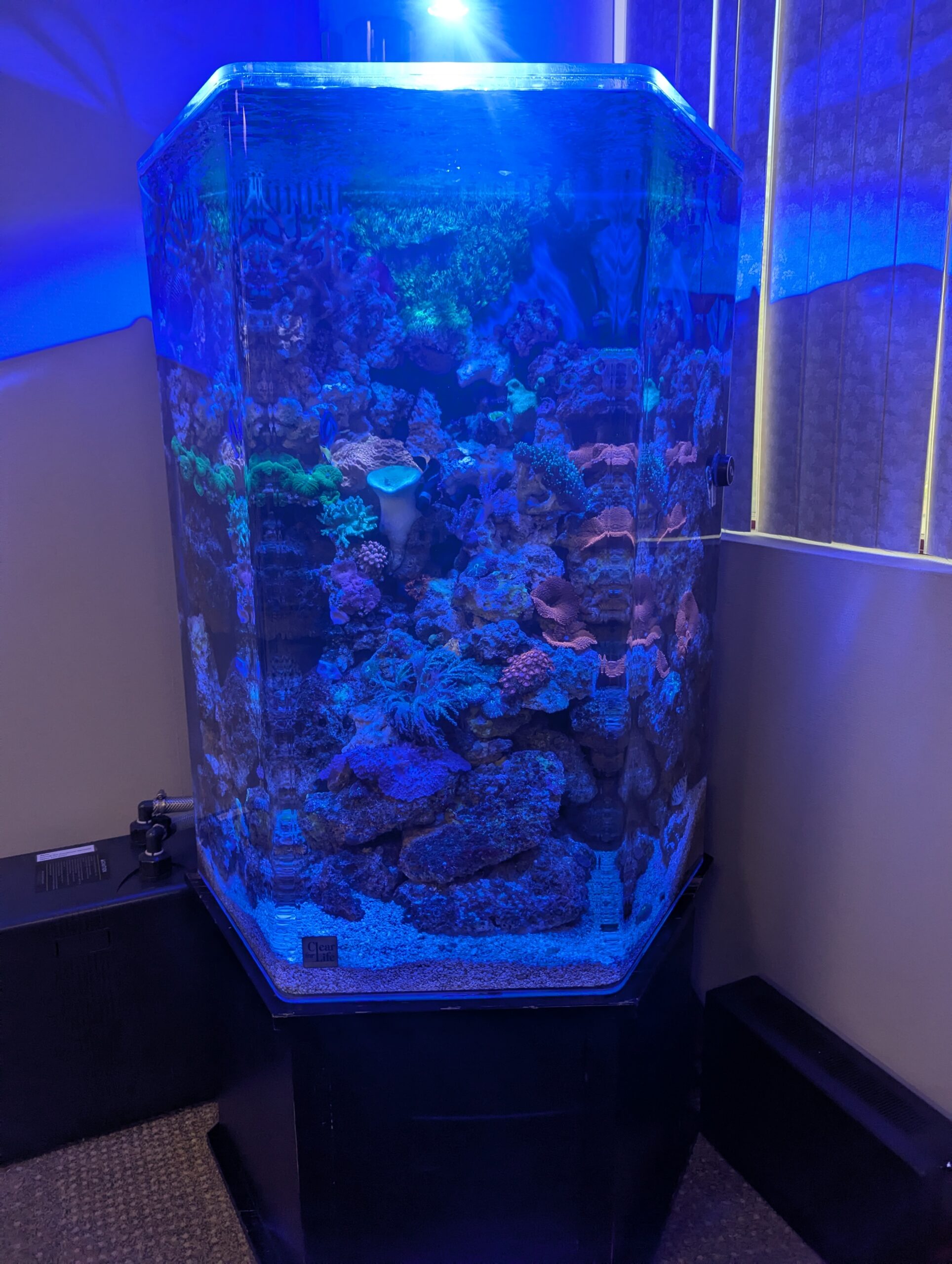 100 Gallon Hexagon Reef Tank